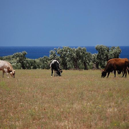 أوستوني Masseria Palombara Grande المظهر الخارجي الصورة