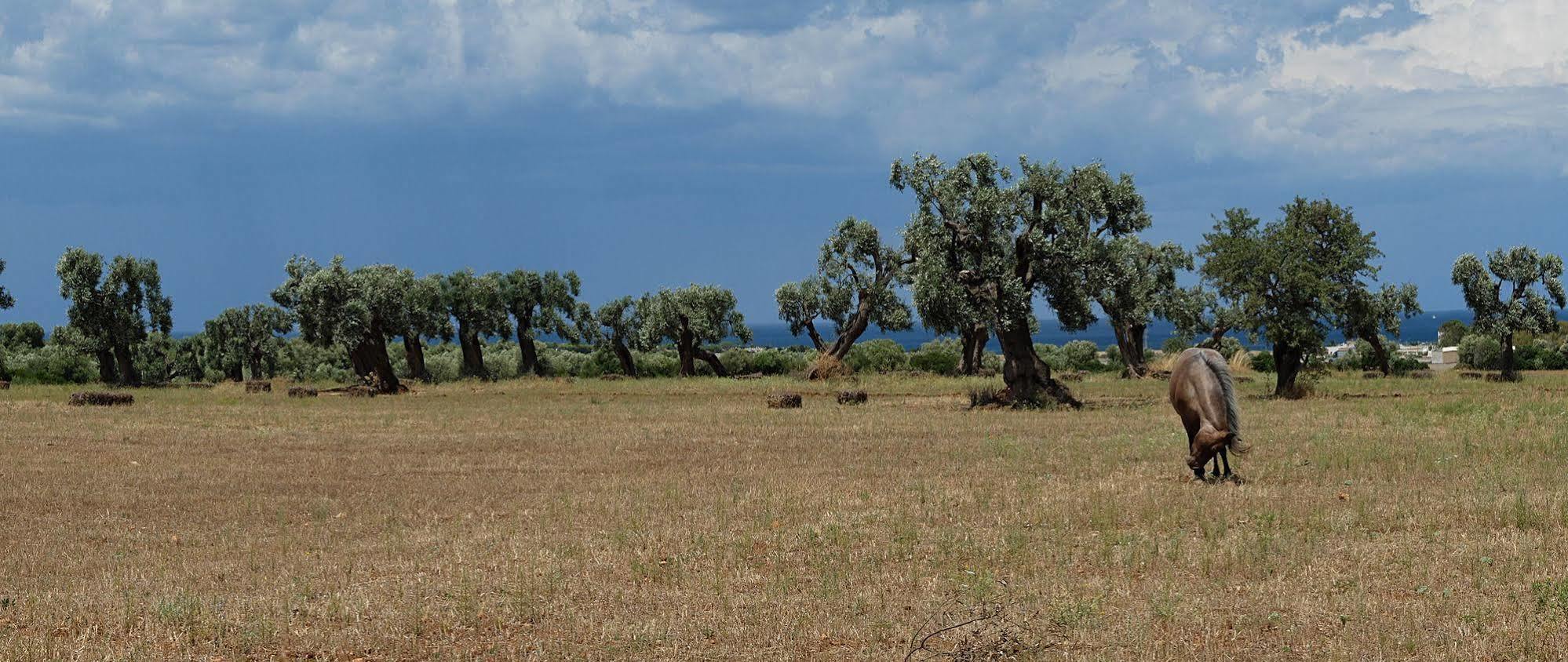 أوستوني Masseria Palombara Grande المظهر الخارجي الصورة