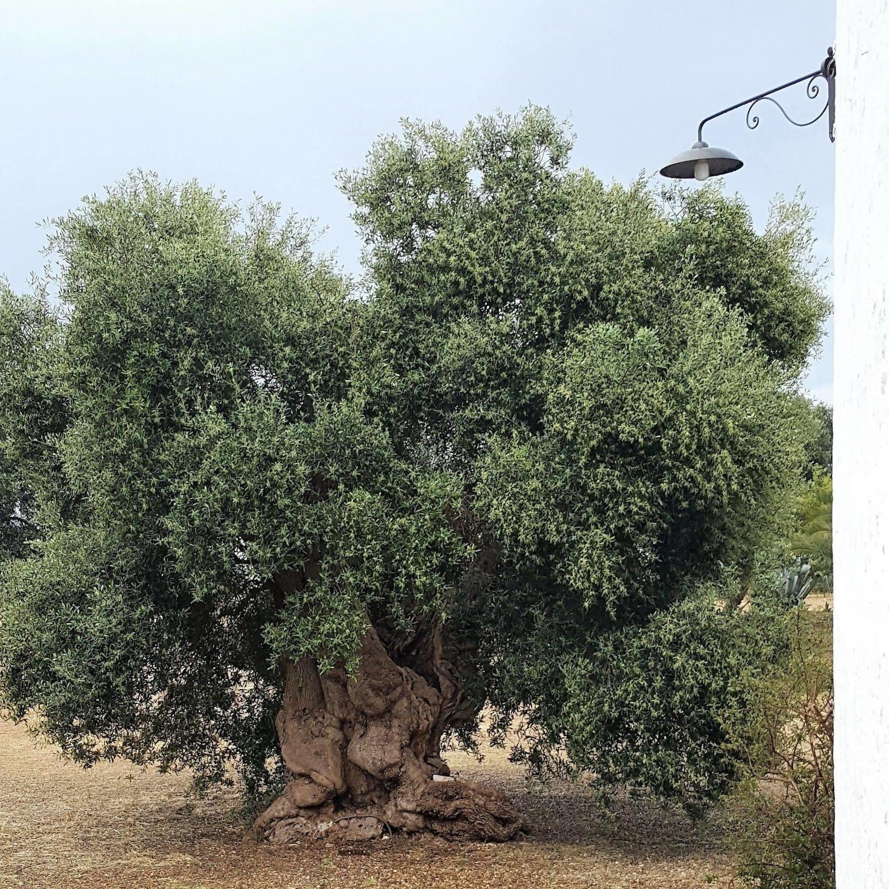 أوستوني Masseria Palombara Grande المظهر الخارجي الصورة